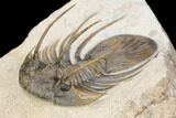 Huge, Spiny Kolihapeltis Trilobite - Rare Species #126240-4